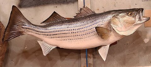 How to Paint a Striper(Skin or Reproduction)