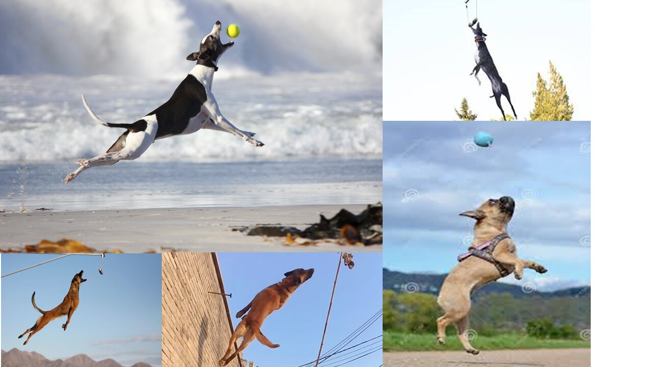 dogs attitude#Dogs attitude#dogs training#dogs prank videos#dogs high jump videos