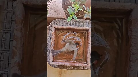 Natural 🐦 Bird #ytshort #yt_shorts #ytshorts #ytshortsvideo #shortvideo #yt #ytviral #shortvideos