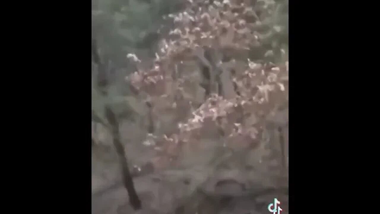 Is that a cow?