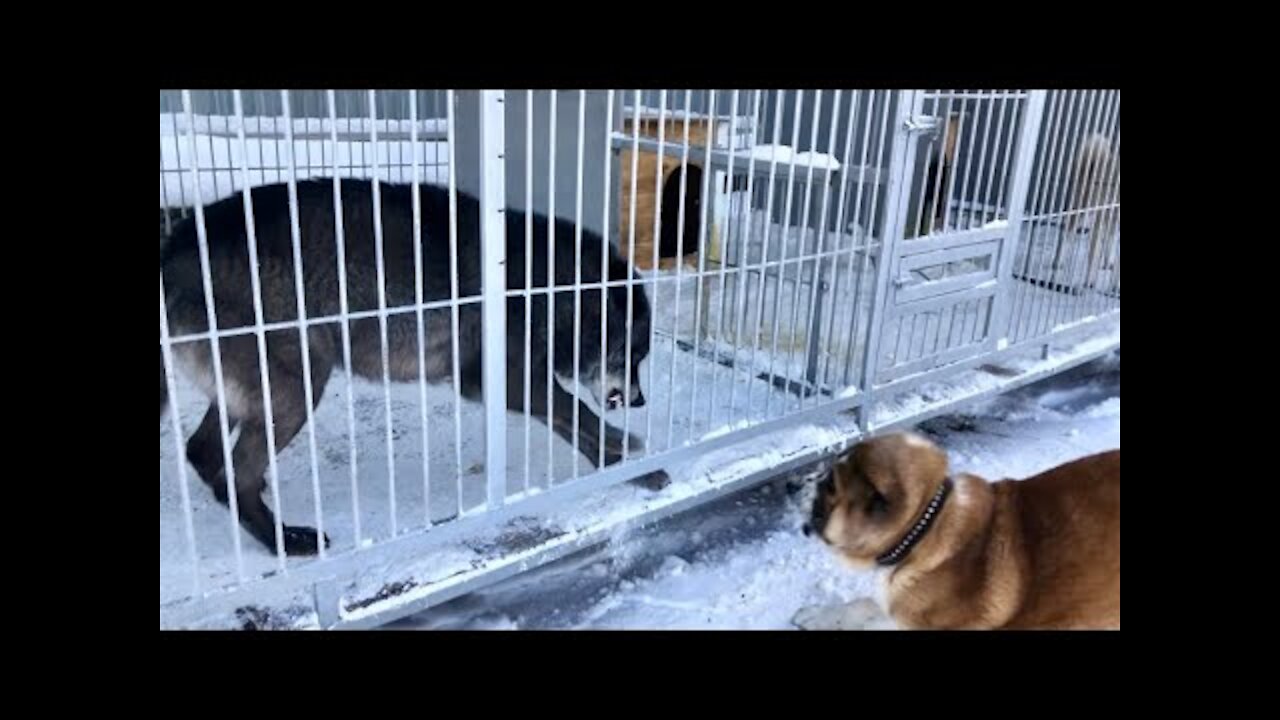 Alabai vs Real Canadian Wolf reaction test