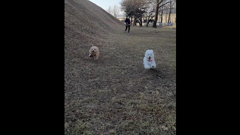 Bichon and Maltipoo