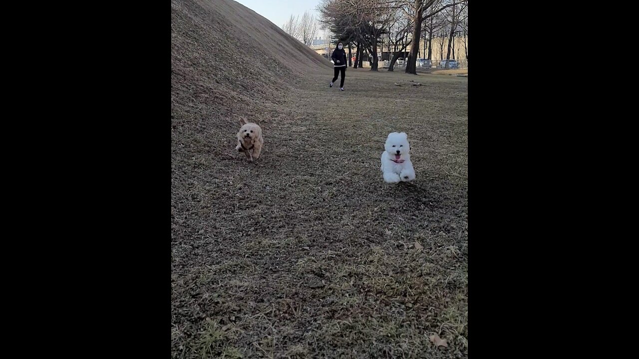 Bichon and Maltipoo