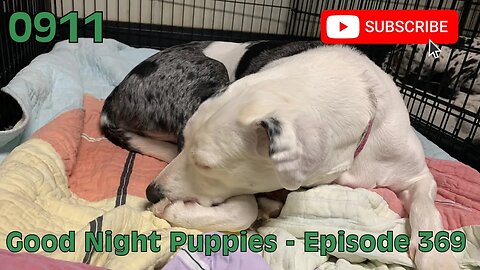 [0911] GOOD NIGHT PUPPIES - EPISODE 369 [#dogs #doggos #doggos #puppies #dogdaycare]