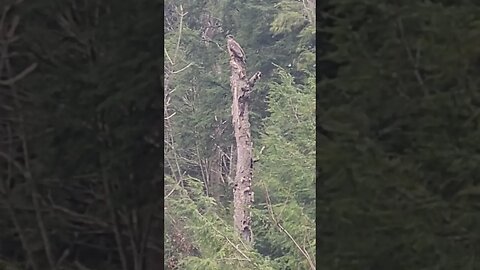 Golden or young Bald Eagle? #metaldetecting #civilwar #eagle #trending #shorts