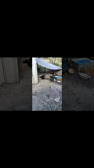 Cayuga Ducks, eating and drinking, they are not as loud as the Runner and Welsh Harlequin Ducks