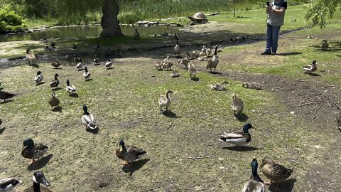 Goslings making cute sounds