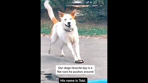 Cute dogs ️ baby dogs ️ cute and funny dog videos