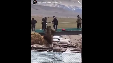 Magomed Ankalaev films 5 Dagestani’s vs 1 bear