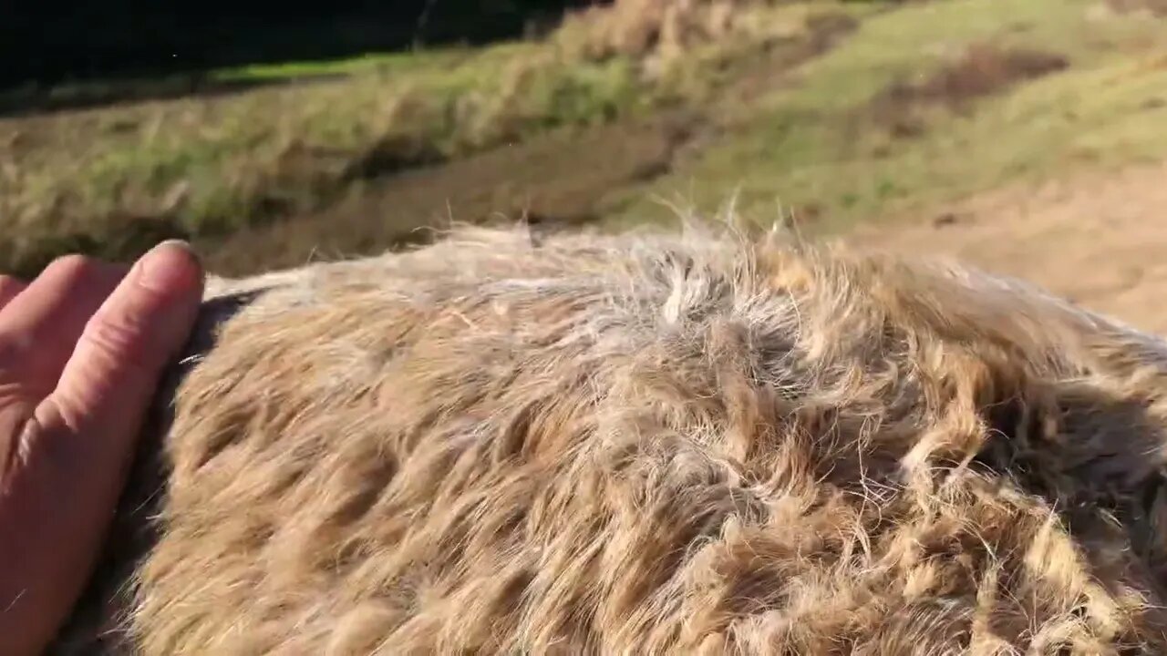 In memory: looking at where the rug is rubbing his back bone. Arthur’s last day 🥲💔