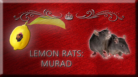 Lemon Rat: Murad