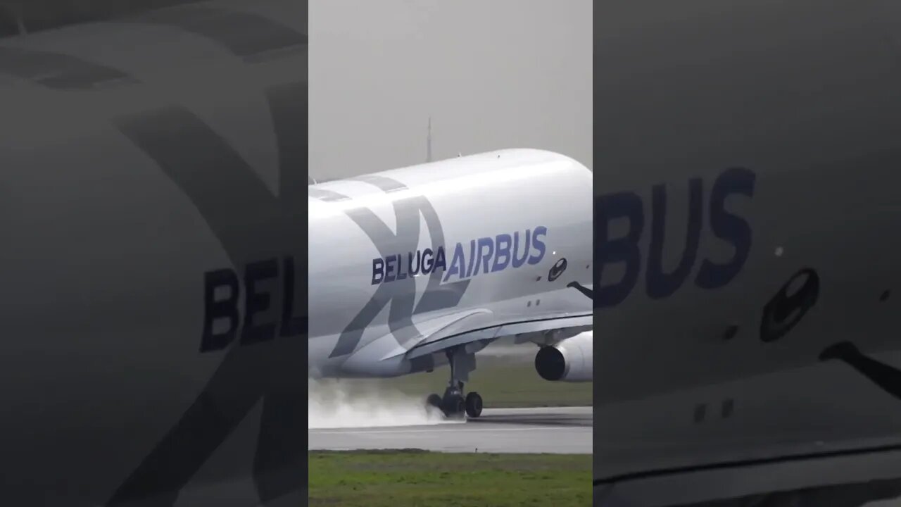 🐳Whale on a Wet Runway