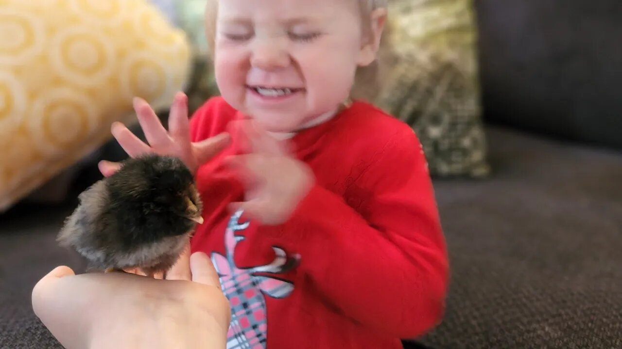 HATCH DAY! Hatching out our Australorp chicks and new brooder set up.