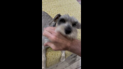 Fearsome Schnauzer Attack