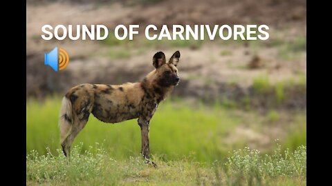 Sound of Carnivores; Sound of Hyena, polar bear, & Jackal.