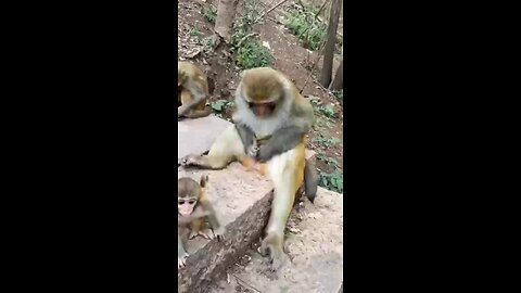 funny monkey