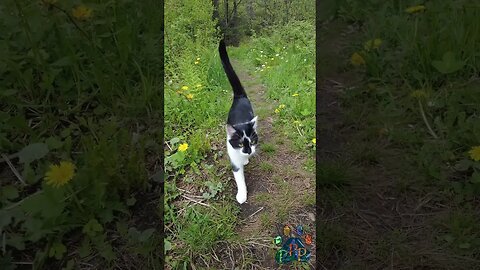 Mooshie on the flower path.