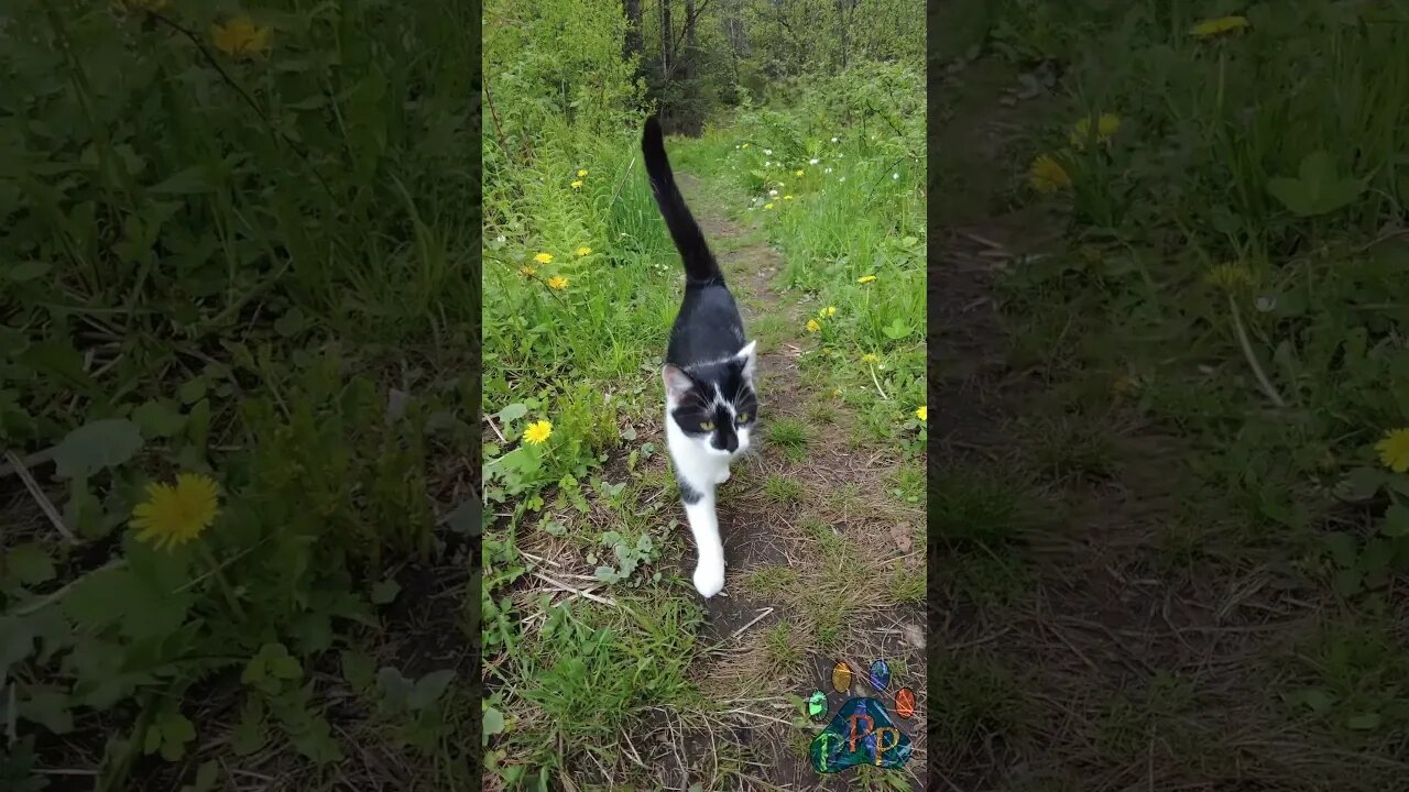 Mooshie on the flower path.