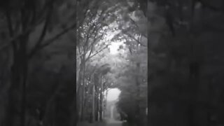 Driving through the woods