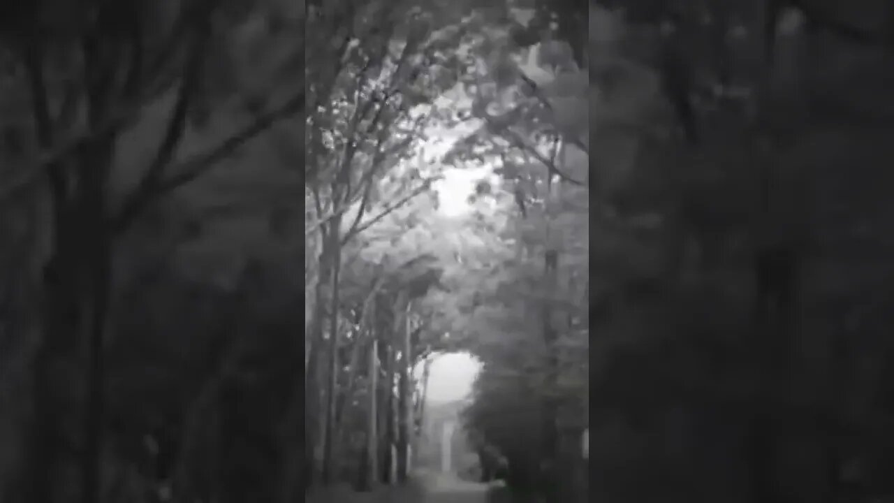 Driving through the woods