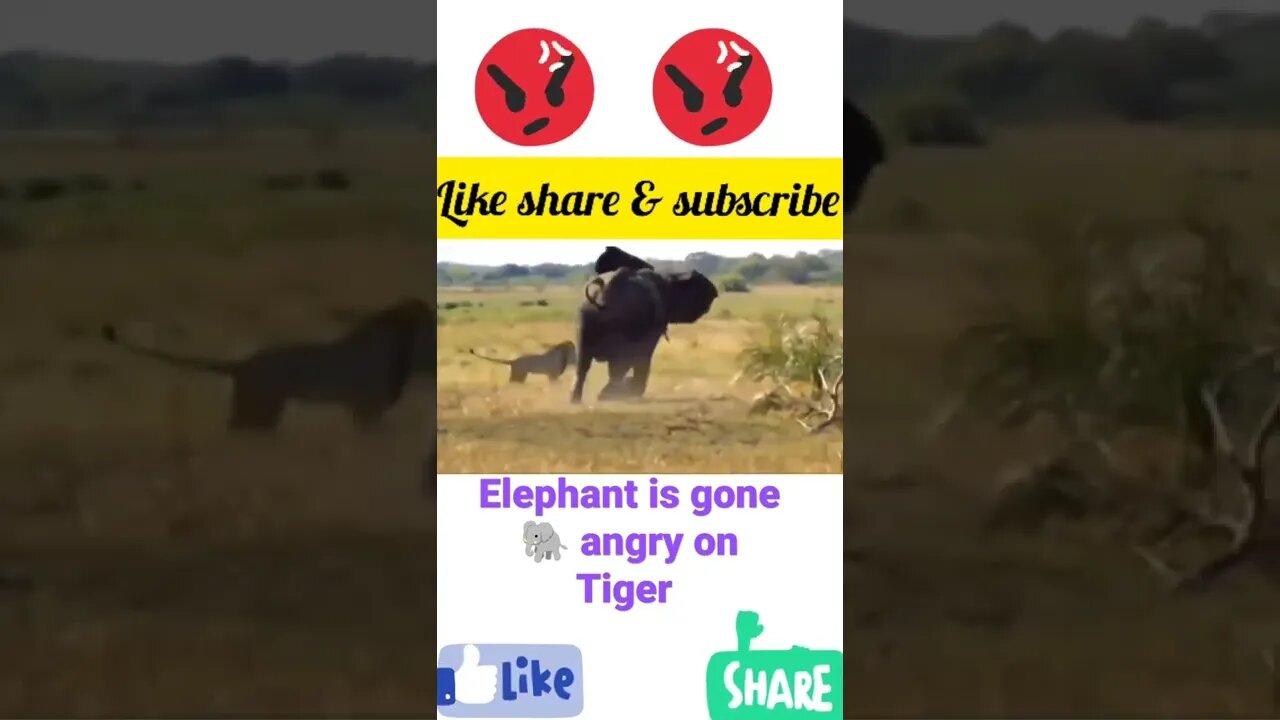 Elephant 🐘 is gone angry 😡 on Tiger|#shorts #youtubeshorts