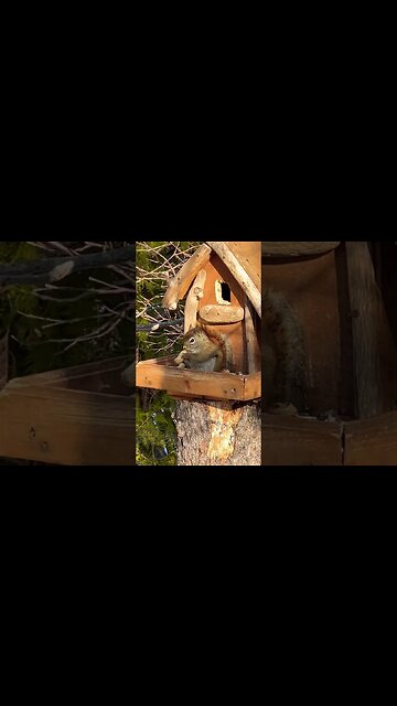 Squirrel with a Peanut Up Close #wildlife