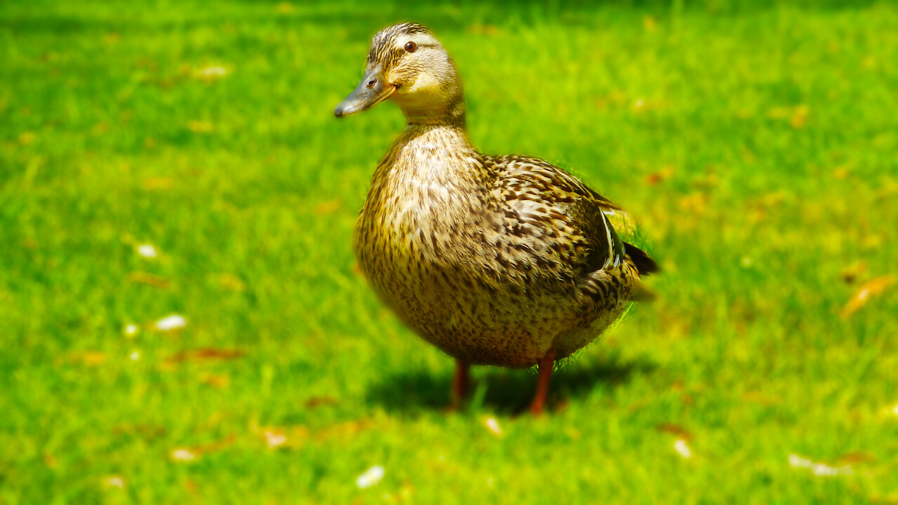 Duck and nature lovers