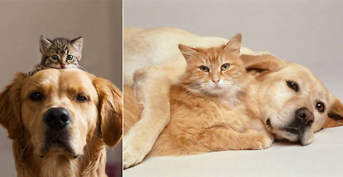 Most FUNNY and CUTE Cats and Dogs Playing Together Compilation