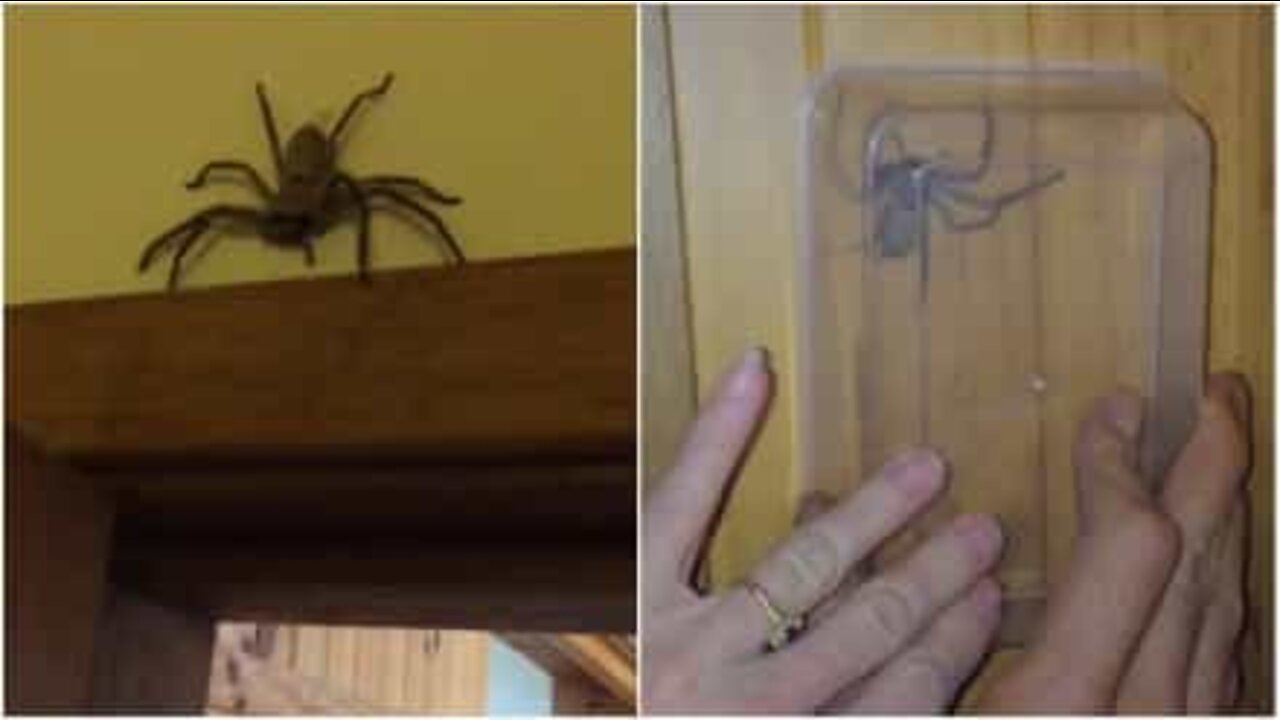 Sådan får du en edderkop ud af hjemmet i live