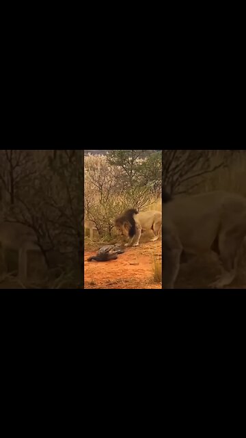 Caption this!!! 🦁 🐊 #shorts #youtubeshorts #viral #shortvideo