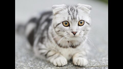 Funny animals compilation #5.