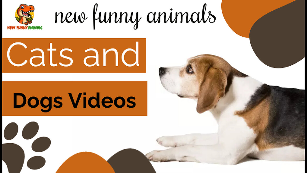 New Funny Animals 2023 😄 Funniest Dogs 😹🐶