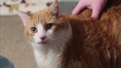 The Funniest,Weldest dogs we met this year! Animals video