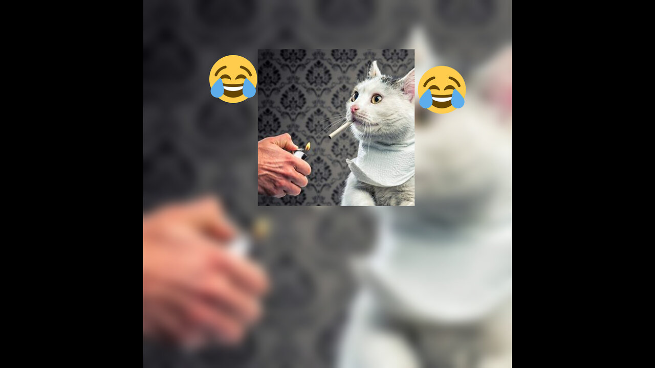 smoking cat😜🚭😂😂