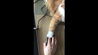 Tech Support Cat Is Here To Help You Work From Home