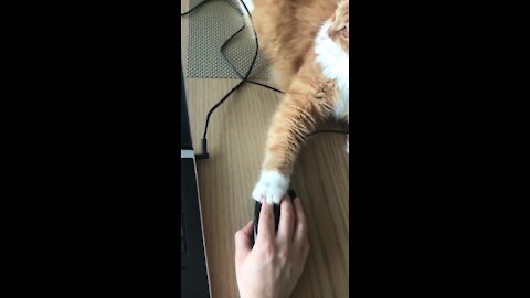 Tech Support Cat Is Here To Help You Work From Home