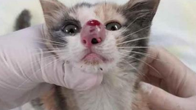 Kitten’s nose is swelled up – now watch when the vet realizes the terrible truth