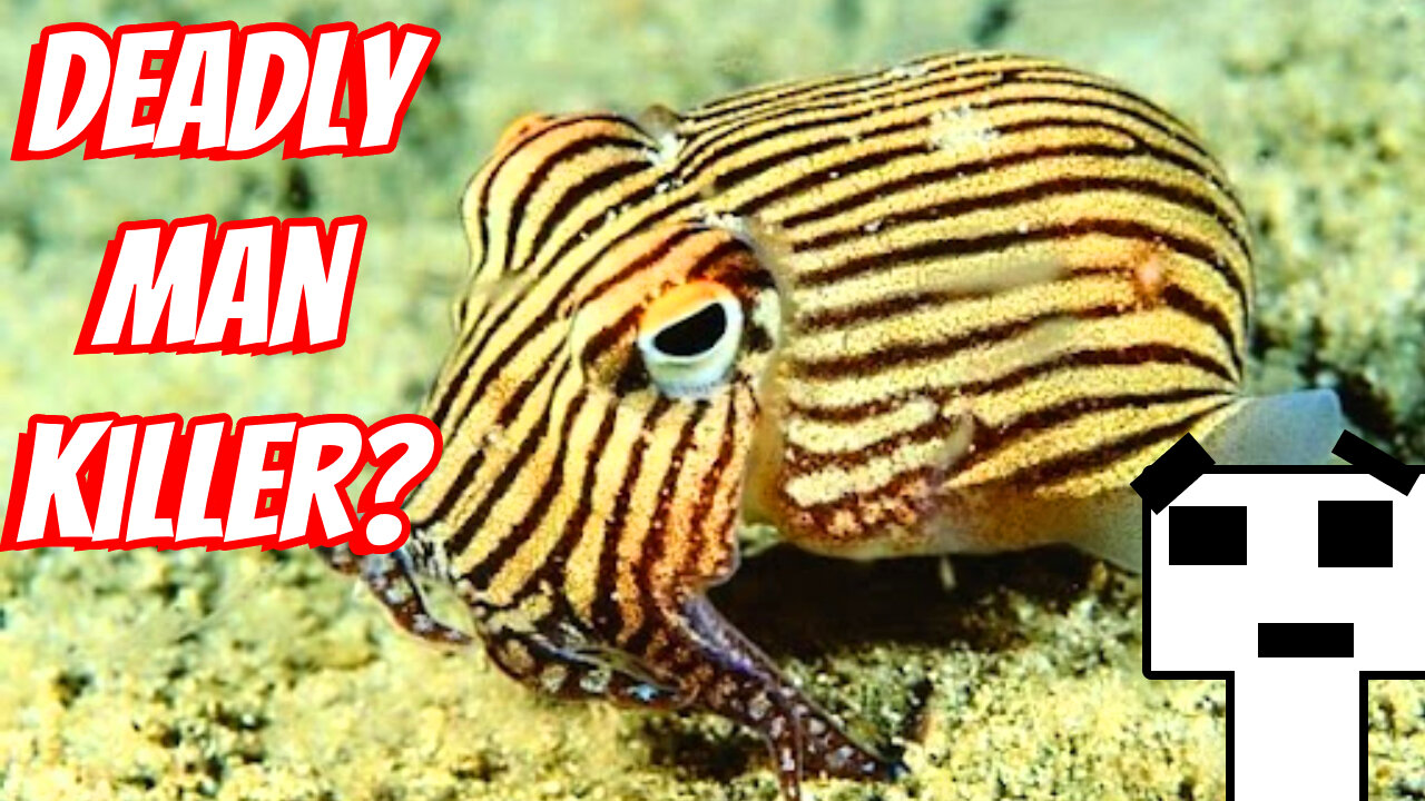 The 10 Most DEADLY Sea Creature In The World!