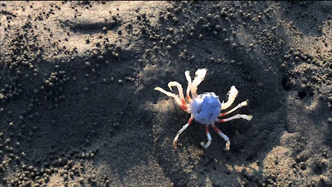 21_0920高美濕地 和尚蟹