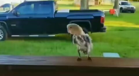Music bird dance 161