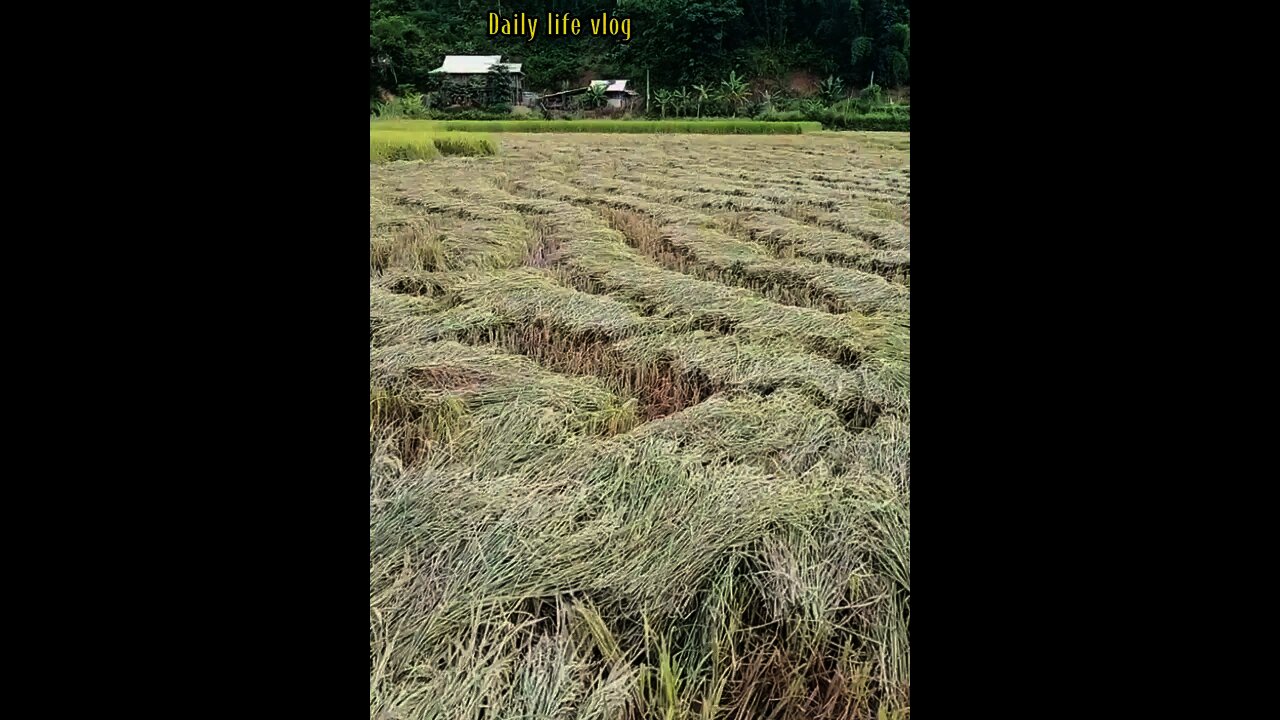 the beauty of the new rice crop