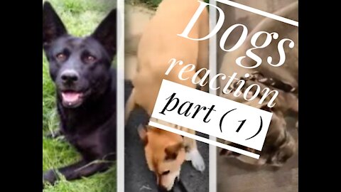 the difference between other dogs and mine The best Dogs reactions part (1)