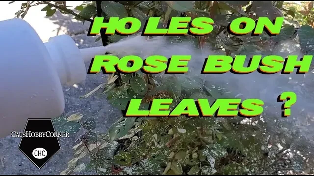 Holes on Rose Bush Leaves? - 7MAY2022