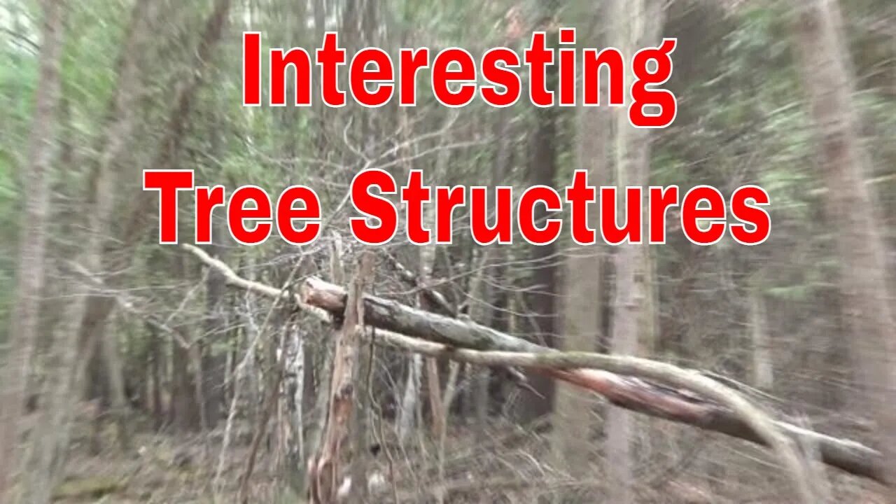 Tree Structures Just Off From Popular Trail.