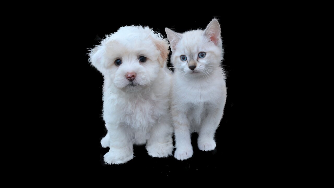 💗Adorable And Funny Pets _ Try Not To Laugh 😀😁To These Pets