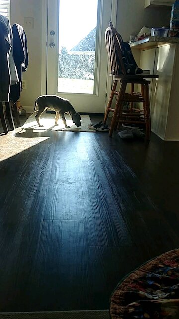 Come and Sit Training