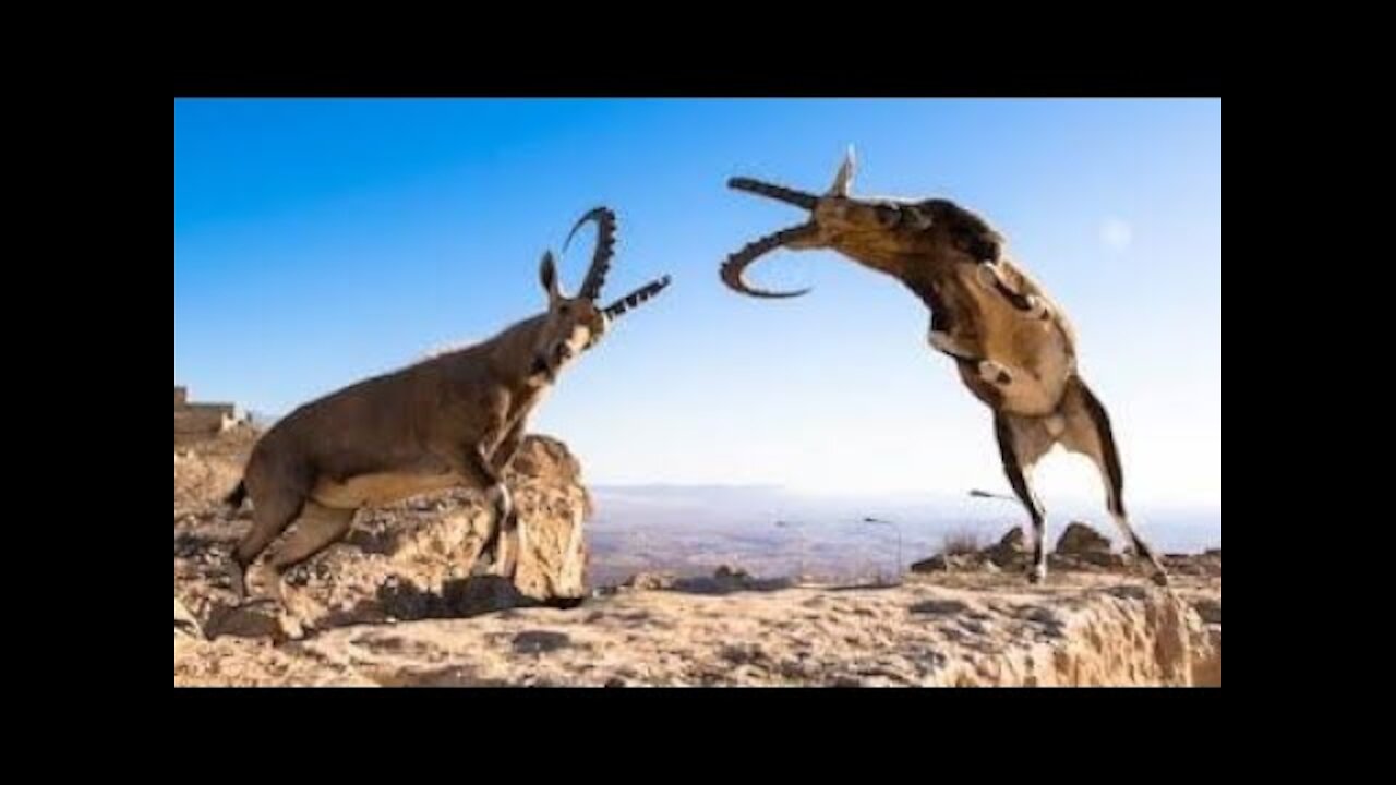 Goat Fighting On Rocks - wild animal