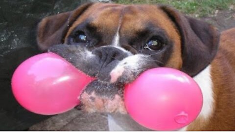 funniest animals in the world Try not to laugh