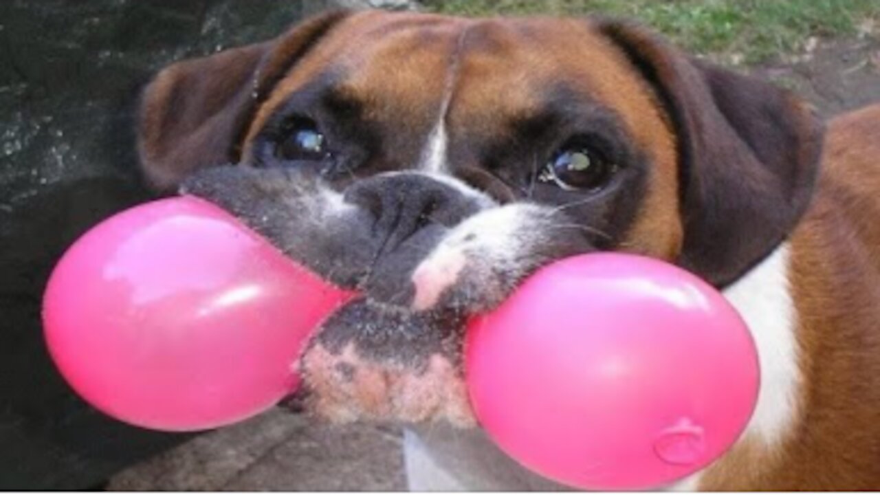 funniest animals in the world Try not to laugh