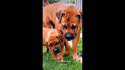 Boerboel Mother And Son